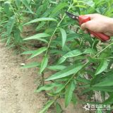 油蟠桃苗基地,黃油蟠5號(hào)桃苗多少錢一棵