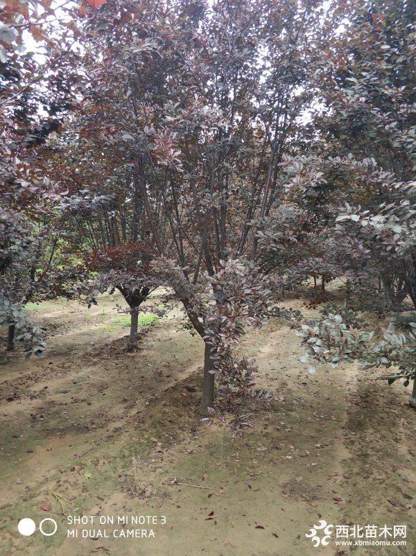 淄博紫叶李基地