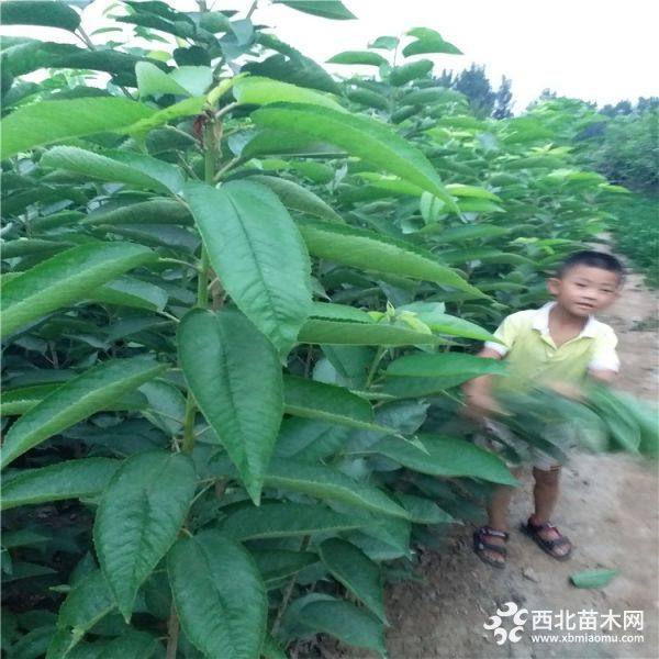 红灯樱桃苗价格