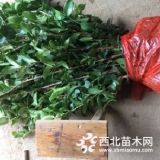 油茶苗多少錢一棵,無性油茶嫁接苗,油茶苗網(wǎng)