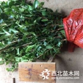 油茶苗多少錢一棵,無(wú)性油茶嫁接苗,油茶苗網(wǎng)