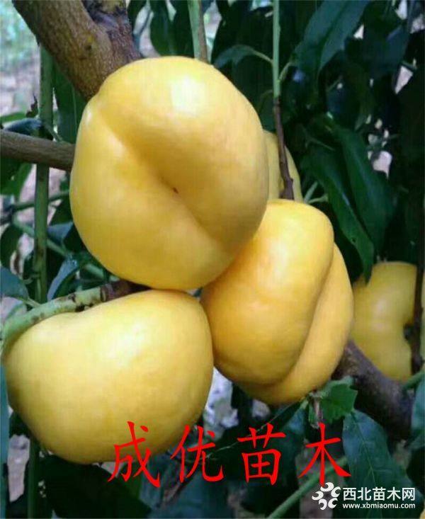 黄菊油桃苗