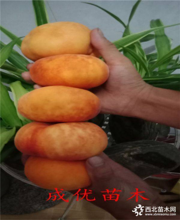 黄菊油桃苗