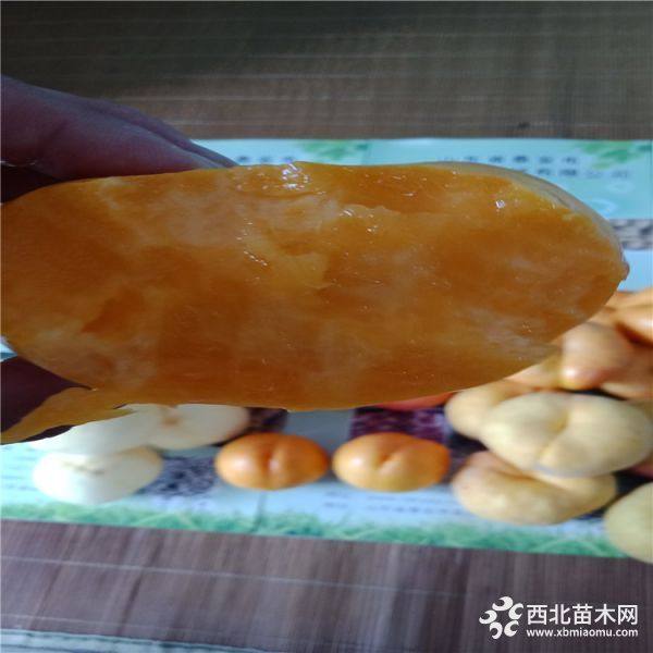 適合山嶺桃樹(shù)苗