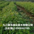 檫木小苗種植基地/供應(yīng)檫木小苗/一年生檫木小苗價(jià)格