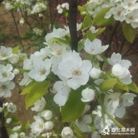 梨树苗栽培种植方法、梨树苗多少钱|梨苗品种介绍