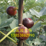 求购无花果苗 哪里有卖无花果苗的 当年结果无花果苗