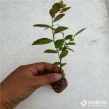 蓝莓树苗多少钱一棵 蓝莓苗的价格 蓝莓苗价格行情 蓝莓苗哪家