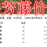 扶芳藤基地，扶芳藤产地，供应：高度30-80厘米高