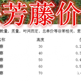 扶芳藤基地，扶芳藤产地，供应：高度30-80厘米高