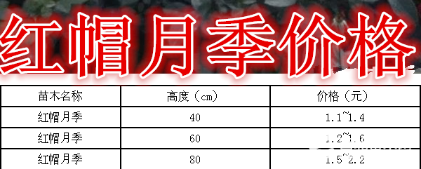 红帽月季基地，红帽月季产地，供应：30-80高