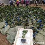 优质蓝莓苗出售 蓝莓苗木基地 蓝莓苗价格如何 蓝莓苗几年结果