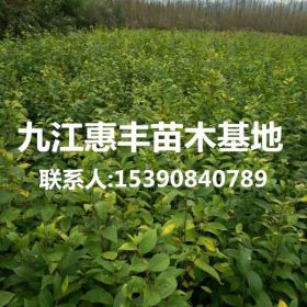 朴树小苗种植基地/供应朴树小苗/一年生朴树小苗价格