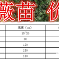 藤本蔷薇基地，藤本蔷薇产地，供应：30-2米长