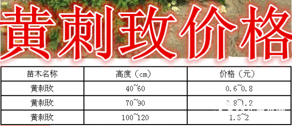 黄刺玫基地，黄刺玫产地，供应：40-1米黄刺玫