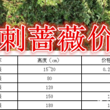 无刺蔷薇基地，无刺蔷薇产地，供应：30-1.5米长无刺蔷薇