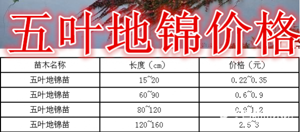 五叶地锦基地，五叶地锦产地，供应：20-1.5米长