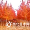 5公分美國紅楓樹市場價格波動