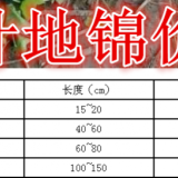 三葉地錦基地，30cm-1.5m高三葉地錦價(jià)格