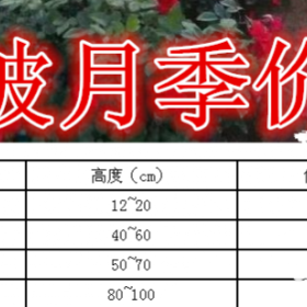 地被月季产地价格 供应20-1米地被月季