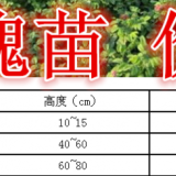 玫瑰苗產(chǎn)地 供應(yīng)20-80cm高玫瑰苗