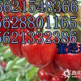 菏澤櫻桃苗批發(fā)價(jià)格 櫻桃優(yōu)質(zhì)苗多少錢？