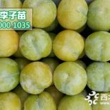 蜂糖李苗價(jià)格,3公分蜂糖李子樹苗批發(fā)