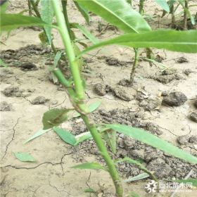 桃树苗多少钱一棵,蟠桃蟠桃树苗哪里多,山东桃树苗出售基地