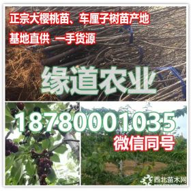 云南车厘子苗基地,3公分车厘子树苗多少一株