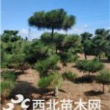 山东[产品]/山东黑松价格/报价