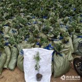 蓝莓树苗多少钱一棵 蓝莓苗木基地 山东蓝莓苗价格 蓝莓苗基地