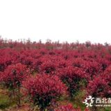 2米3米冠精品紅葉石楠球價格，紅葉石楠球產(chǎn)地多少錢