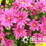 河北保定裝盆紅花地被菊高度20公分批發(fā)價(jià)格