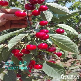 供应桃核种子量大,核桃种植种子技术,桃种子多少钱一斤