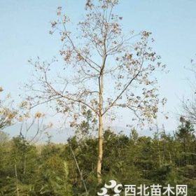 山东乌桕价格山东济宁乌桕树价格大乌桕报价