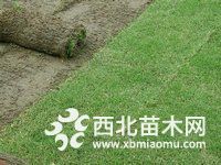 百慕大草坪价格 百慕大草坪基地大量批发供应