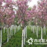 山東青州萬綠櫻花苗木種植批發(fā)基地 櫻花苗價格