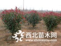 2-17cm紅葉石楠報價多少，P100-300紅葉石楠球便宜出售