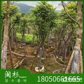 麻楝10-2 5公分多种规格大量供应