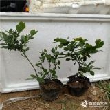 蓝莓苗种植技术 蓝莓苗出售 两年生蓝莓苗价格