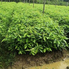 江西奉新木荷杯苗、枫香杯苗、杜英杯苗、湿地松杯苗、