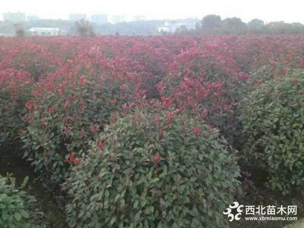 紅葉石楠球價(jià)格