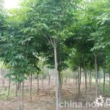 南京七葉樹產(chǎn)地移栽苗價格公布