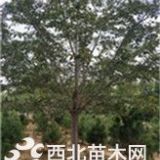 山东[产品]/山东早樱价格/报价