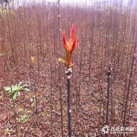 1年生红油香椿苗价格 红油香椿苗基地