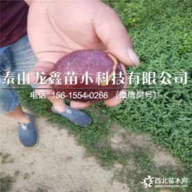 李子苗多少钱一棵李子苗基地