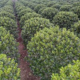 大葉黃楊基地供各種大葉黃楊球柱瓜子黃楊北海道黃楊