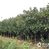 廣玉蘭移植技術(shù)要求介紹