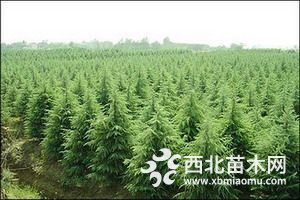 雪松价格咨询表