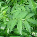 花椒苗熱賣(mài) 花椒樹(shù)苗多少錢(qián)一棵